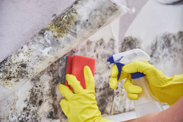 Why You Should Choose Our Mold Remediation Services in Clarkston, WA